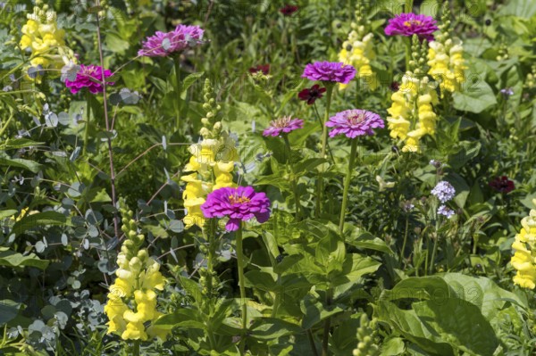 Zinnia (Zinnia elegans) and yellow snapdragon (Linaria vulgaris), flower bed, North Rhine-Westphalia, Germany