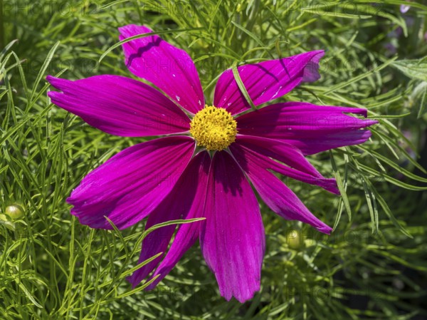 Ornamental basket (Cosmea), single flower, pink, North Rhine-Westphalia, Germany