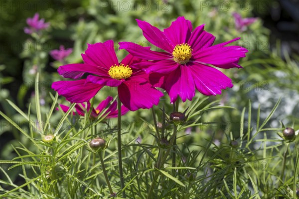 Ornamental basket (Cosmea), two flowers, pink, North Rhine-Westphalia, Germany
