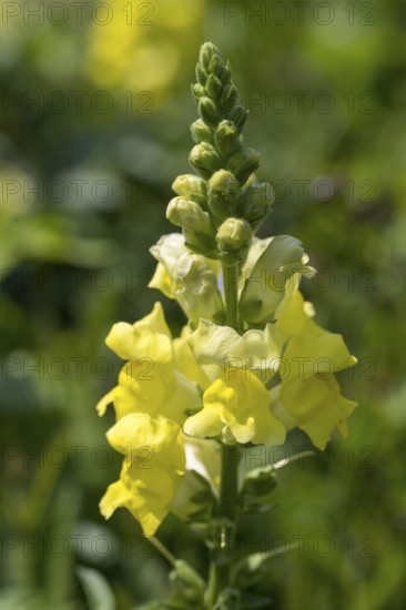 Yellow snapdragon (Linaria vulgaris), common toadflax, North Rhine-Westphalia, Germany