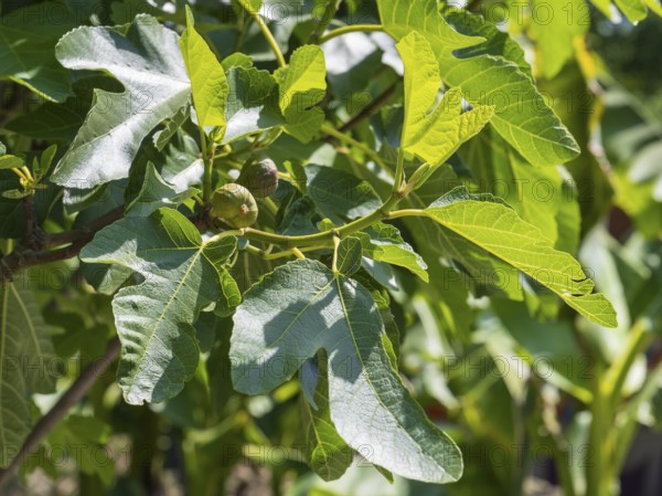 Fig tree (Ficus carica), leaves and fruit, North Rhine-Westphalia, Germany