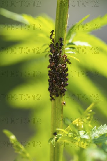 Aphids and ants on the stem of a flower, North Rhine-Westphalia, Germany