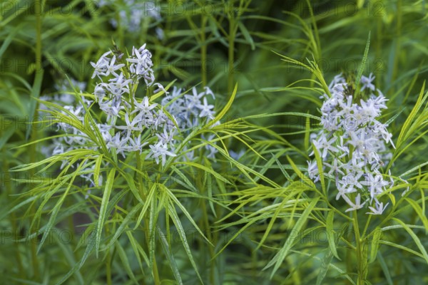 Blue star bush (Amsonia hubrichtii), North Rhine-Westphalia, Germany