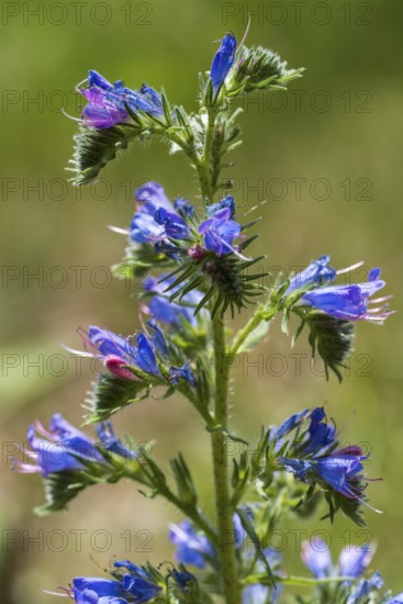 Echium callithyrsum (Echium vulgare), blue flowers, North Rhine-Westphalia, Germany
