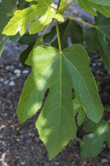 Leaf on a fig tree (Ficus carica), leaf, North Rhine-Westphalia, Germany