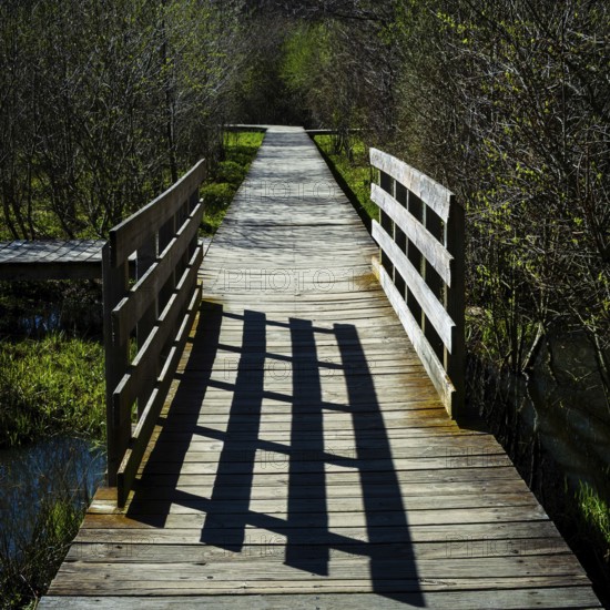 A tranquil wooden boardwalk leads through the park, bordered by lush greenery and trees. Sunlight casts long shadows, creating a peaceful atmosphere for nature lovers. France