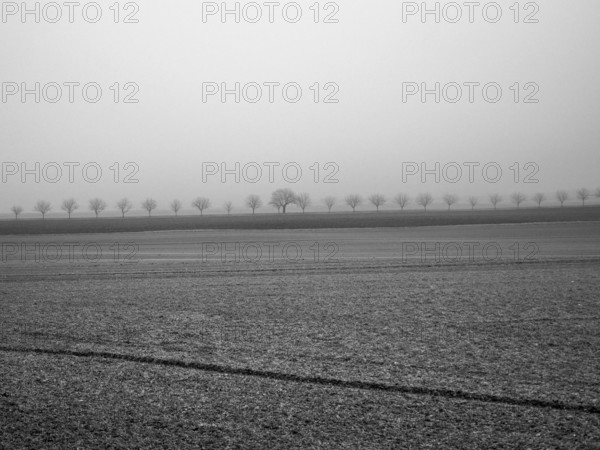 A peaceful winter morning features a thick fog that blankets the landscape, revealing silhouettes of trees at the horizon and bare, Allier, France