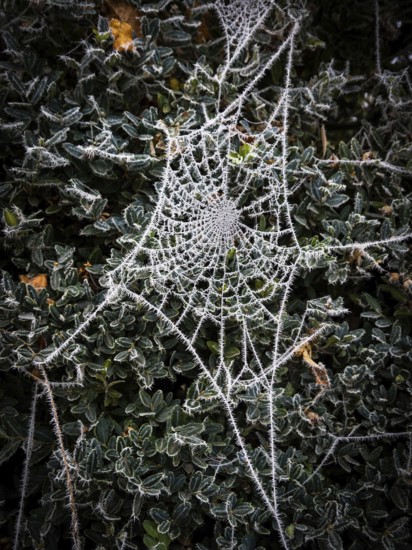 Delicate spider web, coated in frost, glistens under the bright winter sun. It hangs gracefully among rich green leaves, showcasing intricate patterns and beautiful contrasts