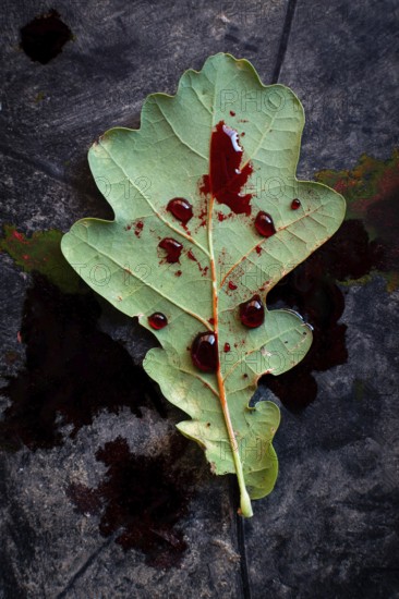 An oak leaf lies on a dark surface, enhanced by striking red droplets that resemble blood. The natural texture contrasts beautifully with the shadowy backdrop