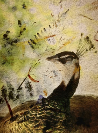 A peacock poses gracefully, highlighting its vibrant plumage and elegant neck against a softly blurred natural backdrop filled with gentle colors and leaf patterns