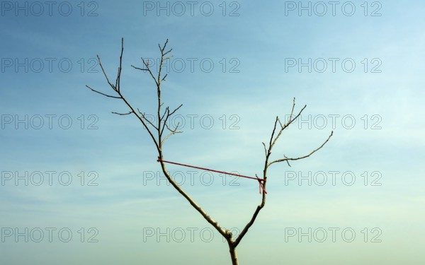 A lone tree with bare branches stands against a bright blue sky. A thin red string is tied to one branch, creating an intriguing visual contrast in a winter landscape