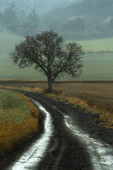 A solitary tree rises beside a winding dirt road, surrounded by a hushed, foggy landscape. Puy de Dome, Auvergne, France