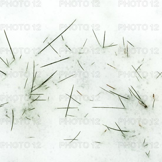Serene winter landscape showcases scattered pine needles on a soft blanket of freshly fallen snow, creating a peaceful and harmonious natural environment