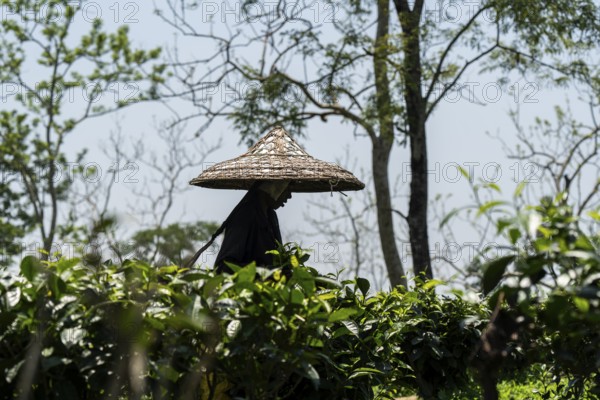 Tea estate workers plucking tea leafs using umbrellas at a tea estate during a hot summer day, in Numaligarh, India on June 12, 2025