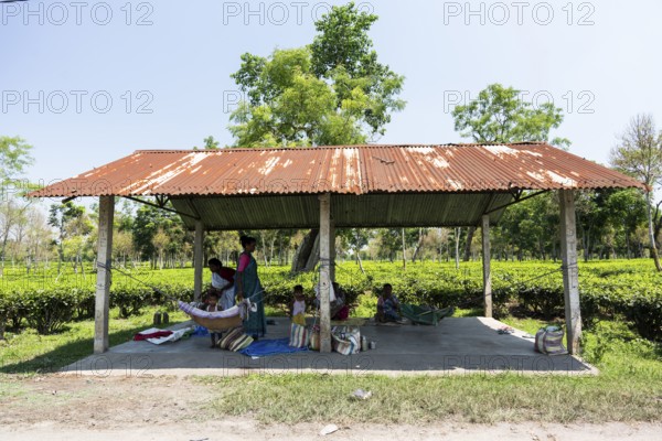 Tea estate workers plucking tea leafs as day care workers taking care of their children at a tea estate during a hot summer day, in Numaligarh, India on June 12, 2025