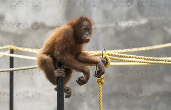 An orangutan sits on a metal bar inside its enclosure at Assam State Zoo in Guwahati, India, on July 16, 2025