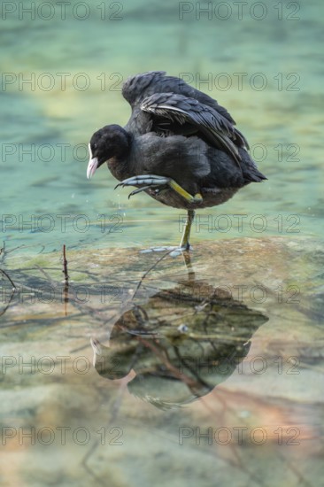 Eurasian Coot at the Hintersee near Ramsau in Berchtesgadener Land washing and a reflection in the crystal clear water of the lake