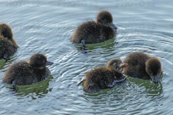 Ducklings in the clear water of the Hintersee near Ramsau in the morning. Water pearls on the plumage