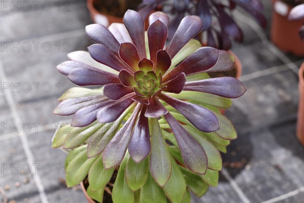 Close up of 'Aeonium Arboreum' succulent with green and dark purple leaves. Decorative rosette-shaped plant in pot