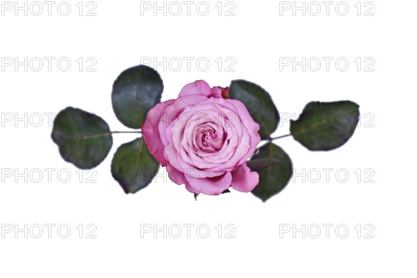 Top view of single pink rose flower on white background