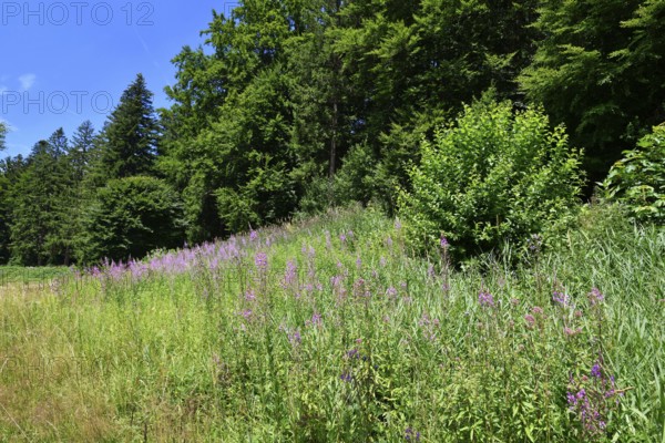 Rosebay Willowherb wildflowers and forest along hiking trail near Schwarzenbach Dam in the Black Forest. Summer landscape near Forbach, Germany