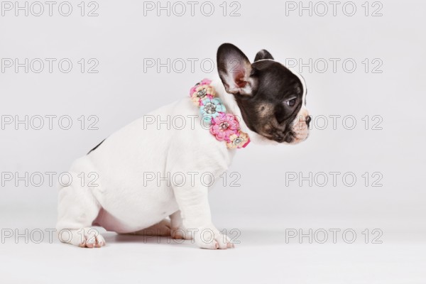 Pied French Bulldog dog puppy with woven flower collar