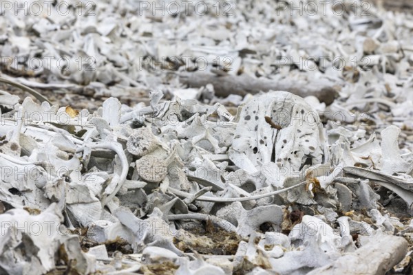 Bone of the white whale (Delphinapterus leucas), Bamsebu, Spitsbergen, Svalbard