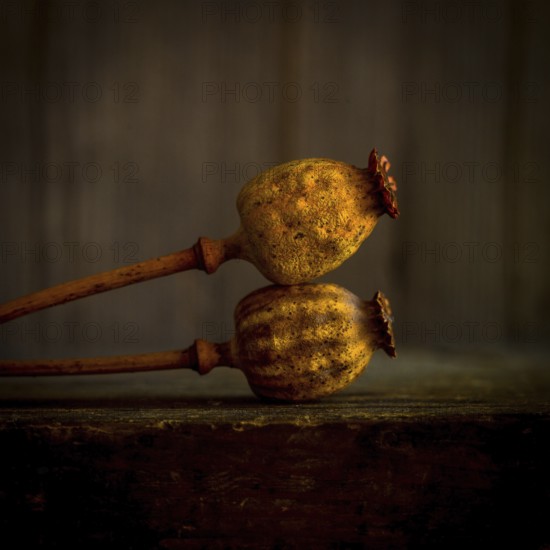 Two dried poppy seed heads are elegantly positioned with their stems intertwined, showcasing their unique textures and colors against a softly lit, rustic background