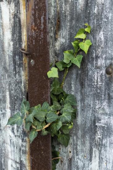 A healthy ivy plant thrives as it climbs through the cracks of weathered wood and rusty metal, showcasing nature's resilience in an outdoor environment