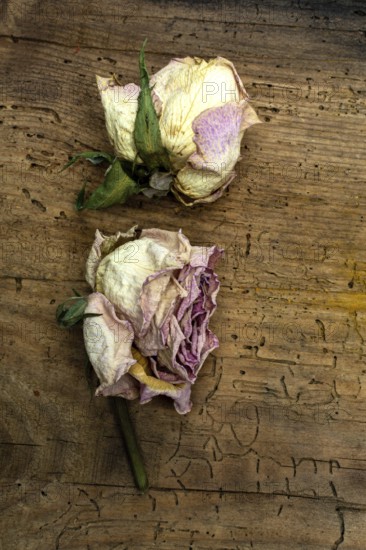 Two dried pink roses rest on a weathered wooden surface, showcasing their delicate petals and hints of green leaves. This arrangement evokes feelings of nostalgia and timeless beauty