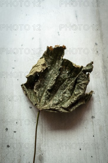 A curled and dried leaf displays its intricate texture as it lies on a neutral-toned surface, illuminated by gentle natural light, capturing a moment of nature's decay