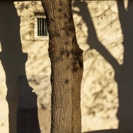 A large tree casts intricate shadows on a weathered wall, illuminated by the warm light of the setting sun, creating a tranquil ambiance in a peaceful environment. France