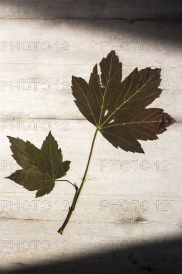 Two green leaves resting on aged wood highlight their intricate patterns and textures. Soft natural light enhances the vibrant colors, creating a tranquil atmosphere
