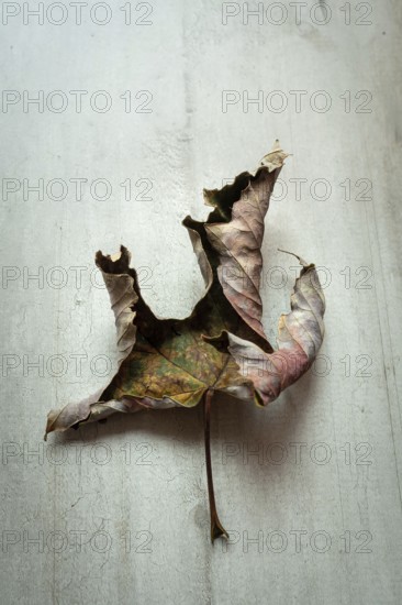 A dried leaf with intricate details mimics the shape of a bird while resting on a weathered surface, capturing the essence of autumn's beauty and nature's artistry
