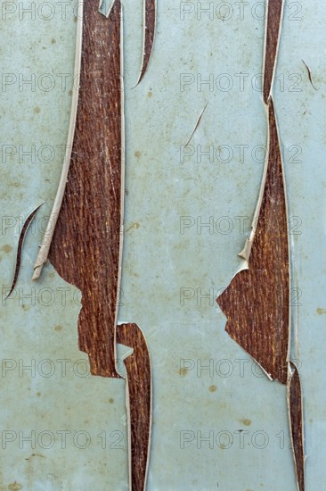 This close-up view showcases the intricate details of peeling paint, exposing the rich wood texture beneath. The contrasting colors create an interesting visual dynamic