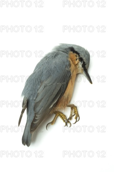 A nuthatch bird is seen resting on a simple white surface, displaying its striking gray and orange plumage. Its unique features and claws are highlighted in this composition