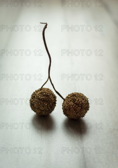 Two small, round dried pods are connected by a thin string. They lie on a light-colored, textured surface