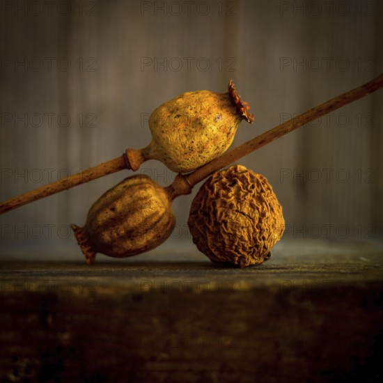 Three dried poppy seed heads are positioned with their stems intertwined