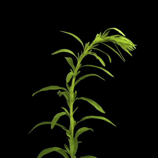 The vibrant green plant showcases its tall stem and delicate, elongated leaves against a dark background, highlighting natural textures and colors. A testament to botanical beauty