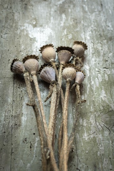 Dried poppy seed heads are arranged in a delicate cluster on a weathered wooden surface, highlighting their unique shapes and textures against a subtle background