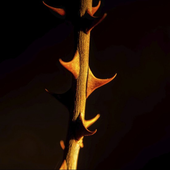This close-up shot captures a thorny plant with striking detail, showcasing the unique shapes and textures of its thorns illuminated by gentle light in a dark background