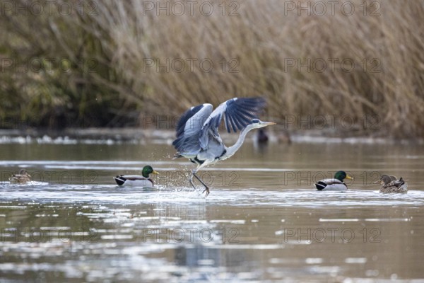 Grey heron (Ardea cinerea) Germany