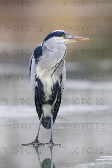 Grey heron (Ardea cinerea) Germany