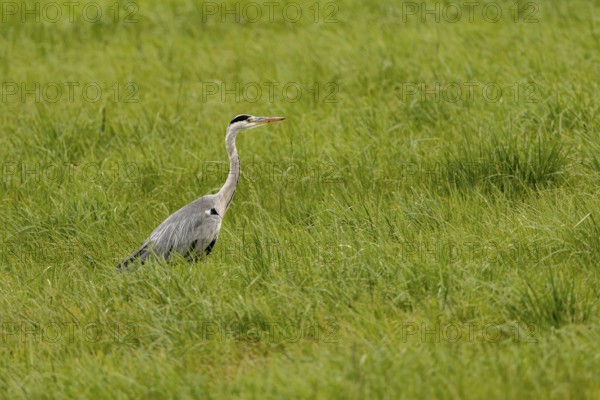 Grey heron (Ardea cinerea), Vulkaneifel, Rhineland-Palatinate, Germany