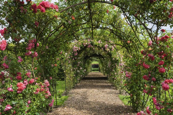 Romantic rose arch in a green garden with blooming pink roses, Netherlands