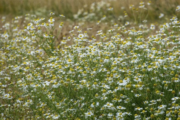 Matricaria chamomilla (Matricaria chamomilla) at the edge of a field, Münsterland, North Rhine-Westphalia, Germany