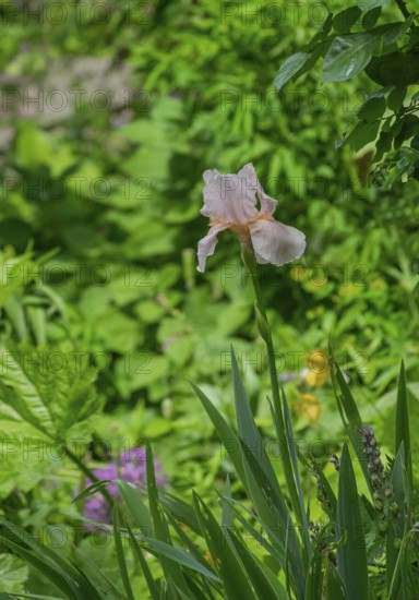 German iris (Iris ×germanica), North Rhine-Westphalia, Germany