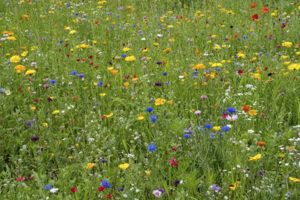 Colourful flower meadow, Münsterland, North Rhine-Westphalia, Germany