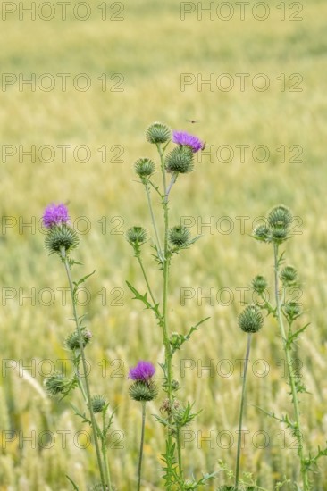 Spear Thistle (Cirsium vulgare), inflorescence, North Rhine-Westphalia, Germany