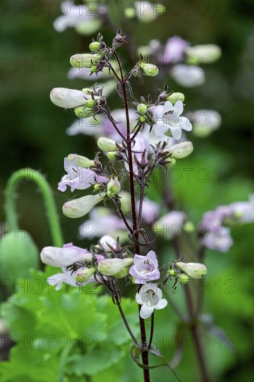 Bearded thread (Penstemon), Netherlands